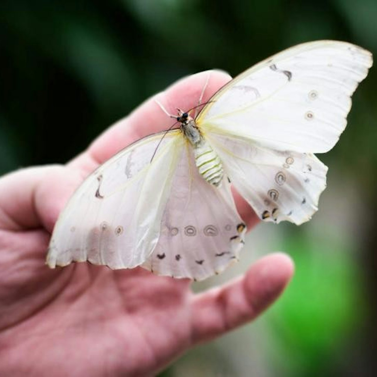 Papilonia Butterfly House - Photo 1 of 6